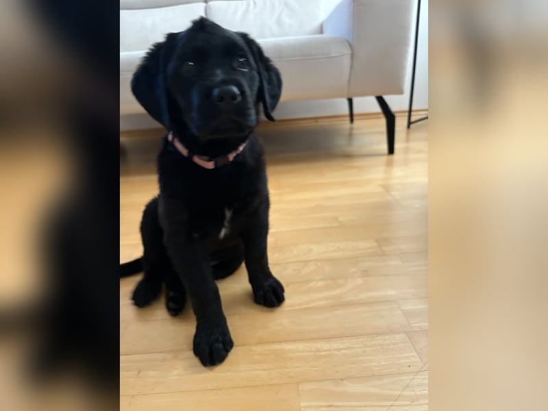 Labrador Golden Retriever