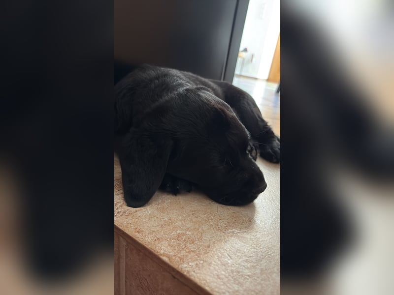 Labrador Golden Retriever