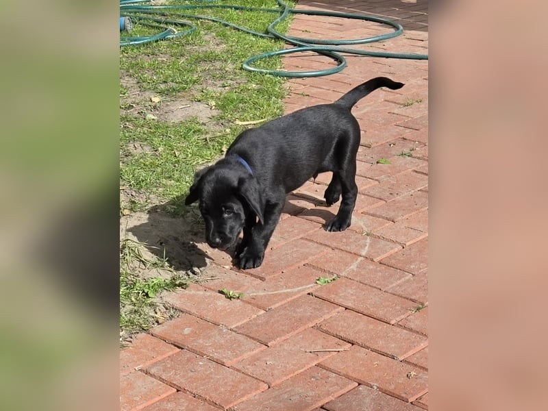Bezaubernde Labradoodel Welpen F1b suchen ein liebevolles Zuhause.Nur noch 3 Rüden