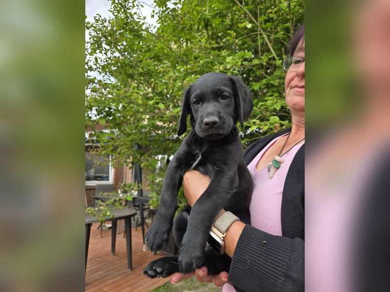 Bezaubernde Labradoodel Welpen F1b suchen ein liebevolles Zuhause.Nur noch 3 Rüden