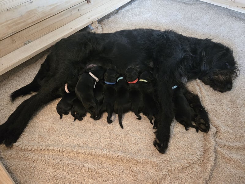Bezaubernde Labradoodel Welpen suchen ein liebevolles Zuhause