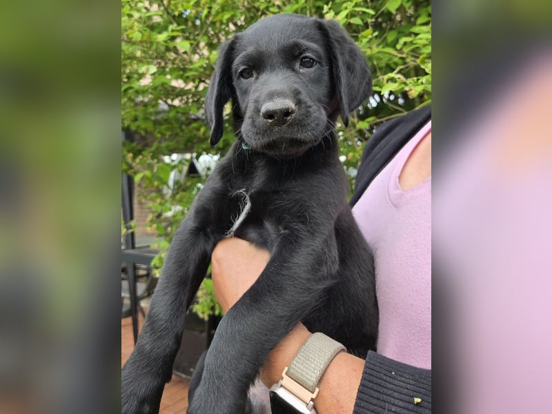 Bezaubernde Labradoodel Welpen F1b suchen ein liebevolles Zuhause.Nur noch 3 Rüden