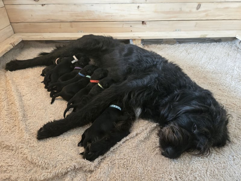 Bezaubernde Labradoodel Welpen suchen ein liebevolles Zuhause