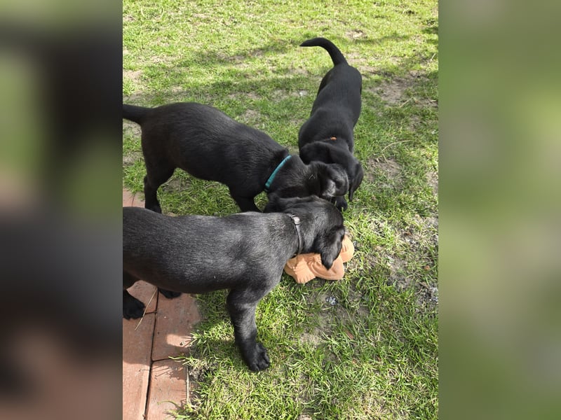 Bezaubernde Labradoodel Welpen F1b suchen ein liebevolles Zuhause.Nur noch 3 Rüden