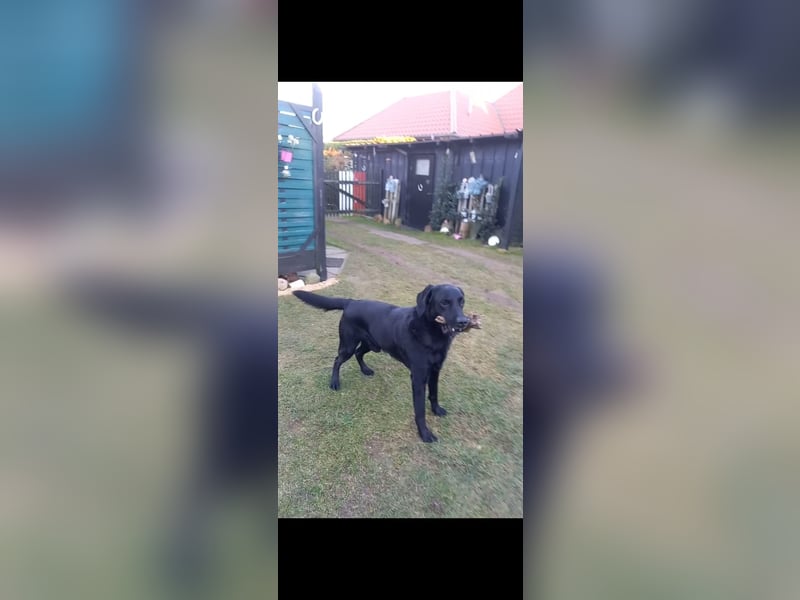 Bezaubernde Labradoodel Welpen suchen ein liebevolles Zuhause