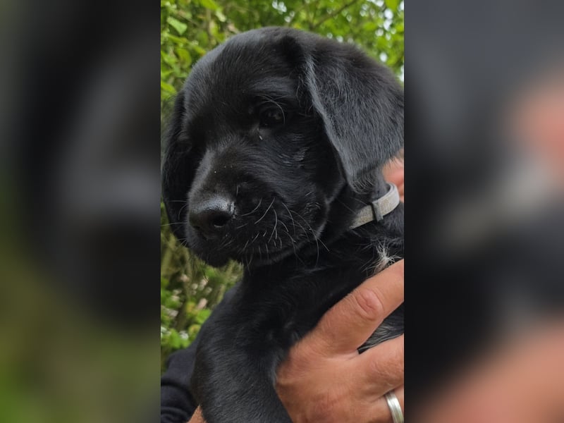 Bezaubernde Labradoodel Welpen F1b suchen ein liebevolles Zuhause.Nur noch 3 Rüden