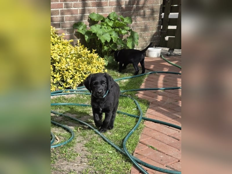 Bezaubernde Labradoodel Welpen F1b suchen ein liebevolles Zuhause.Nur noch 3 Rüden