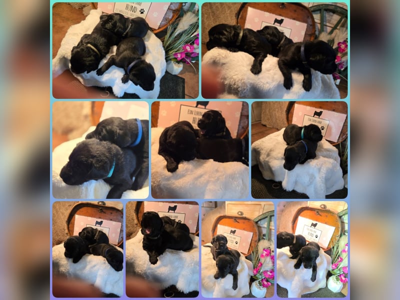 Bezaubernde Labradoodel Welpen suchen ein liebevolles Zuhause