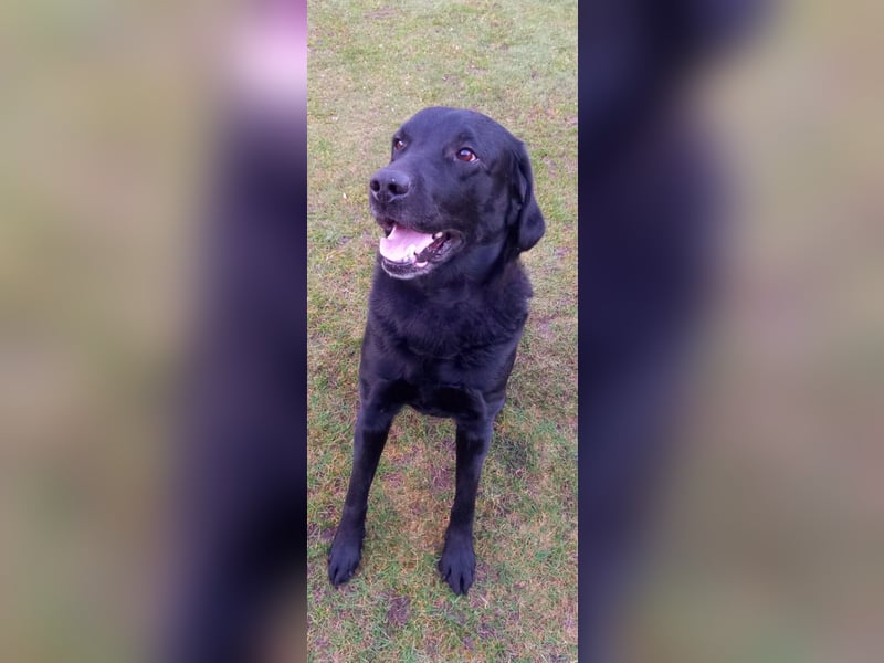 Bezaubernde Labradoodel Welpen suchen ein liebevolles Zuhause