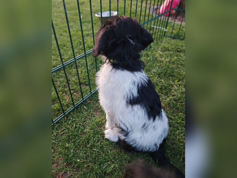 Labradoodle, F1, Weibchen, sofort abgabebereit