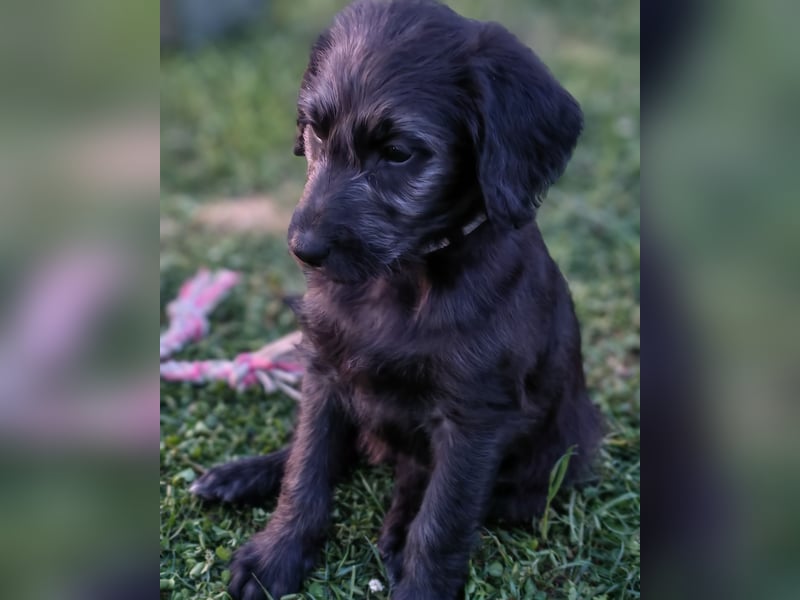 Labradoodle, F1, Weibchen, sofort abgabebereit