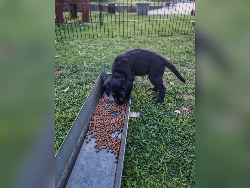 Labradoodle, F1, Weibchen, sofort abgabebereit