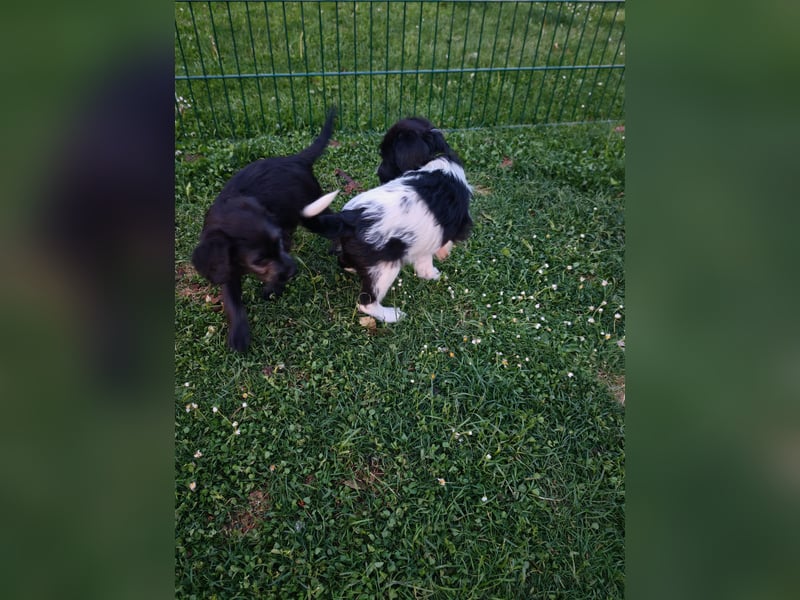 Labradoodle, F1, Weibchen, sofort abgabebereit