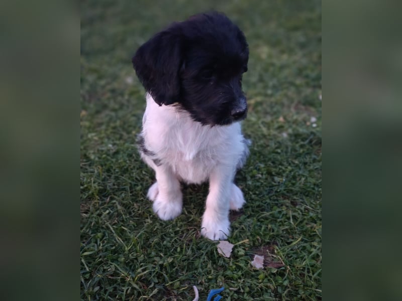 Labradoodle, F1, Weibchen, sofort abgabebereit
