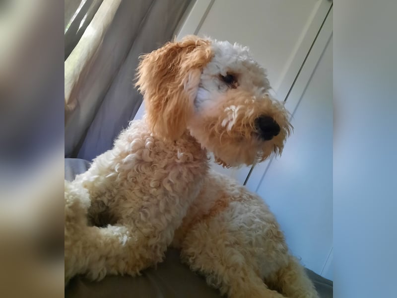 Labradoodle in liebevolle und aktive Hände abzugeben