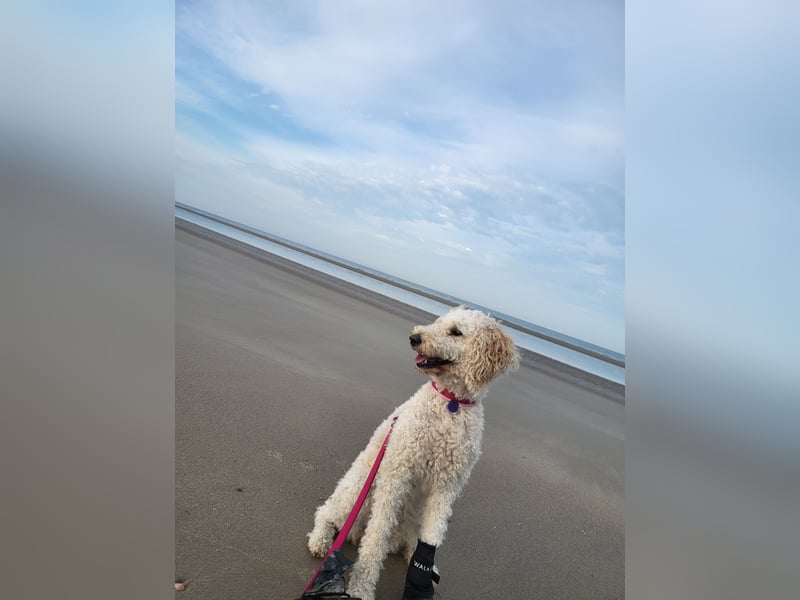 Labradoodle in liebevolle und aktive Hände abzugeben