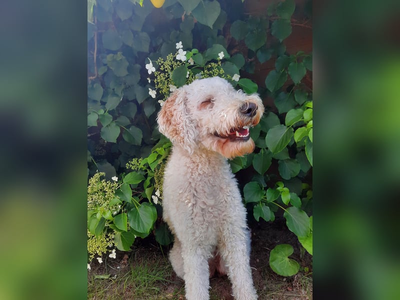 Labradoodle in liebevolle und aktive Hände abzugeben