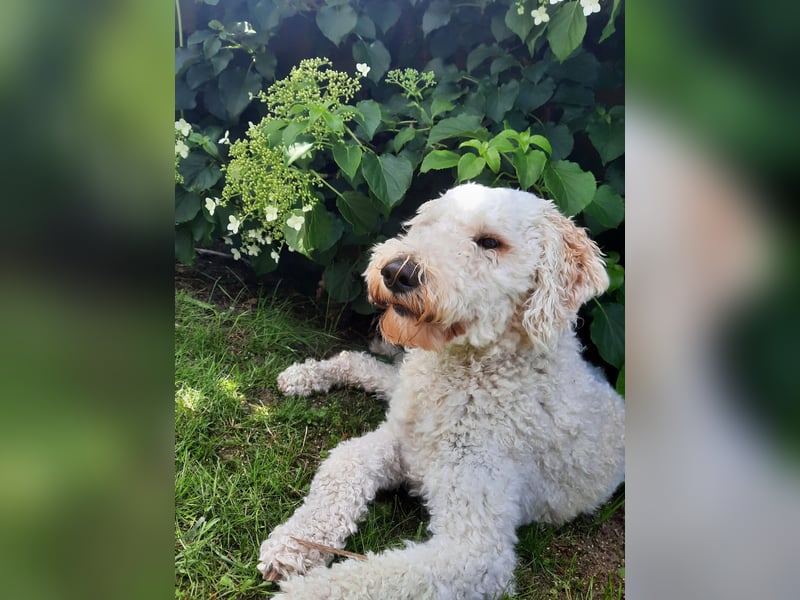 Labradoodle in liebevolle und aktive Hände abzugeben