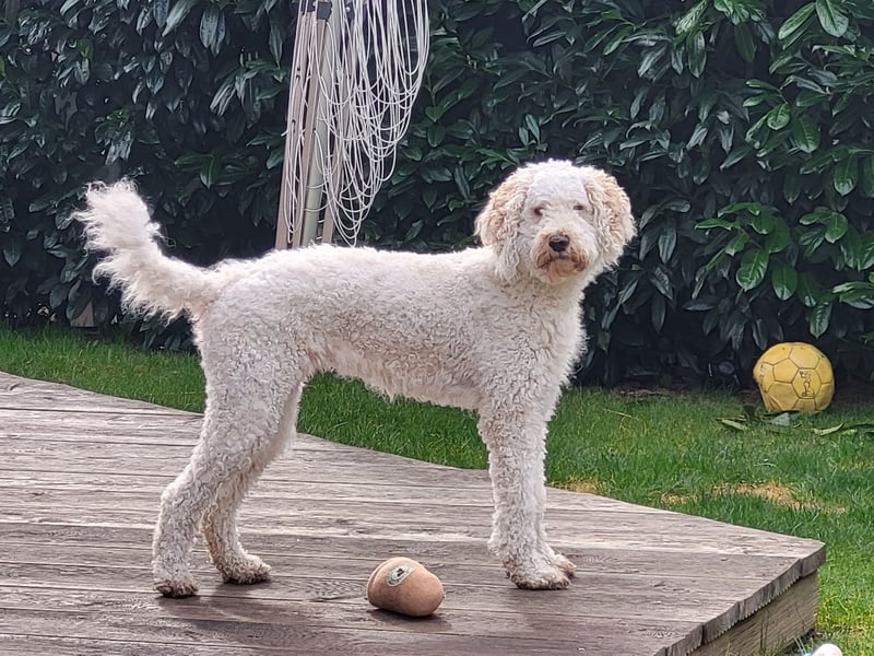 Labradoodle in liebevolle und aktive Hände abzugeben