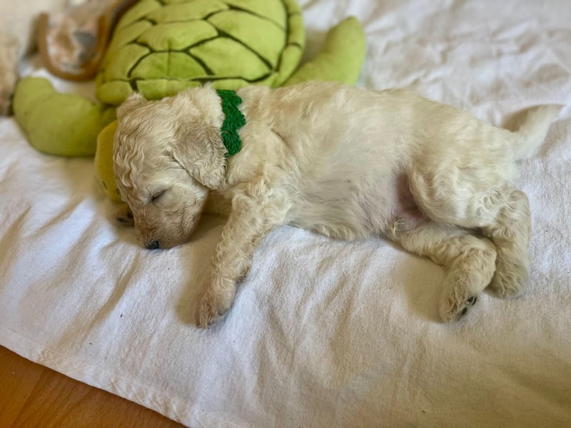 Unsere Labradoodle-Dame Debby ist Mama geworden