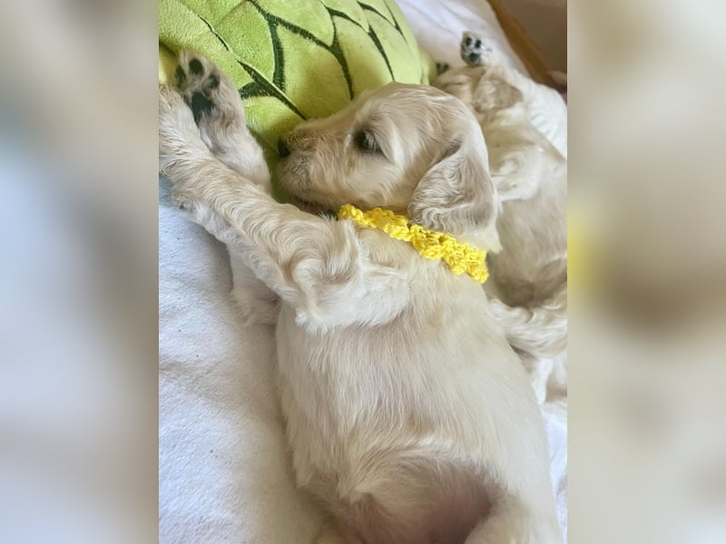 Unsere Labradoodle-Dame Debby ist Mama geworden
