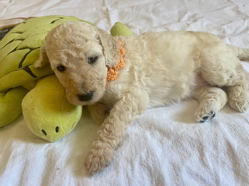 Unsere Labradoodle-Dame Debby ist Mama geworden