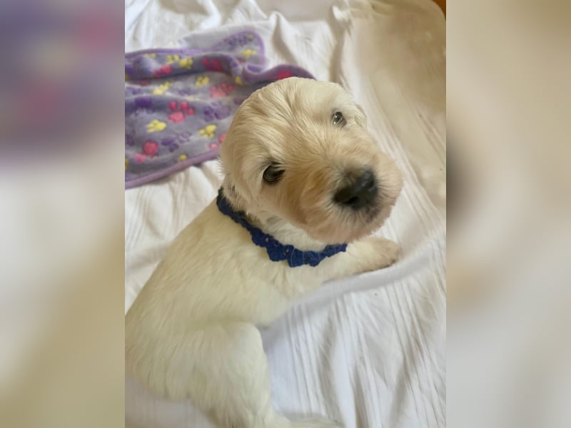 Unsere Labradoodle-Dame Debby ist Mama geworden