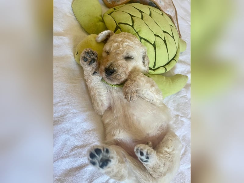 Unsere Labradoodle-Dame Debby ist Mama geworden