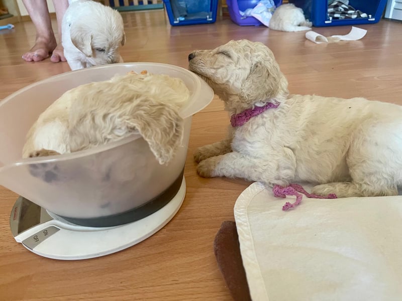 Unsere Labradoodle-Dame Debby ist Mama geworden