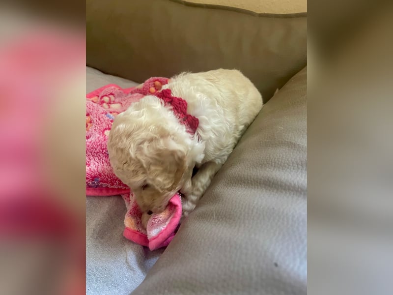 Unsere Labradoodle-Dame Debby ist Mama geworden