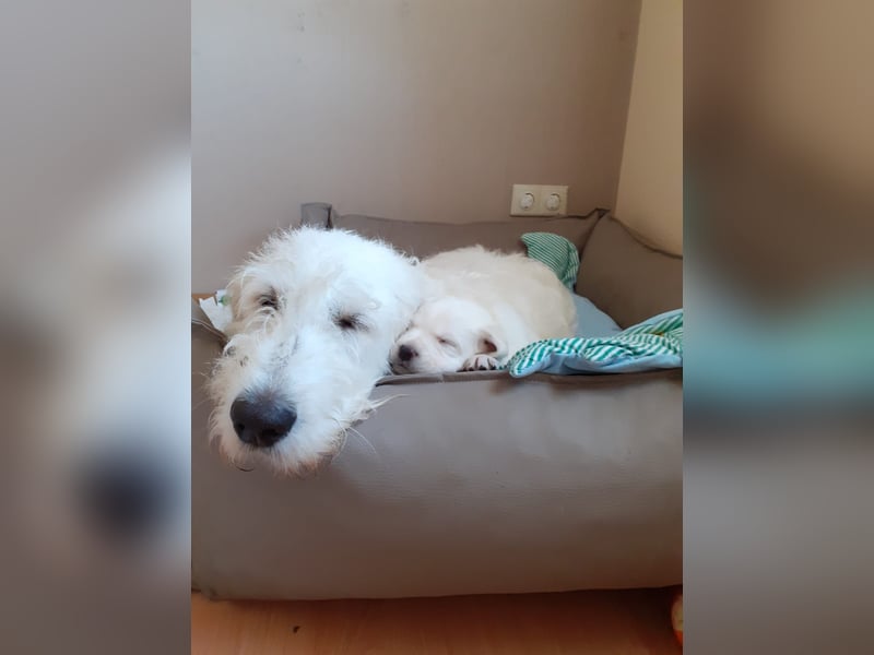 Unsere Labradoodle-Dame Debby wird wieder Mama.