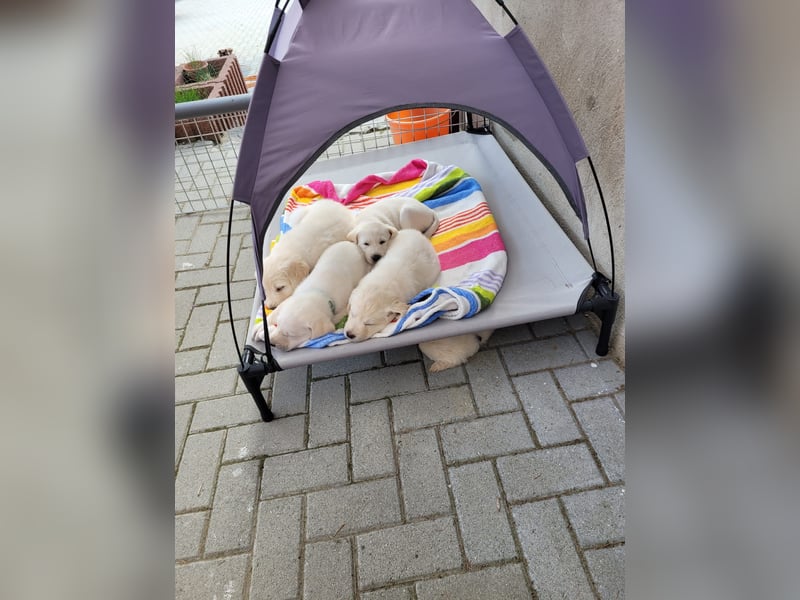 Unsere Labradoodle-Dame Debby wird wieder Mama.
