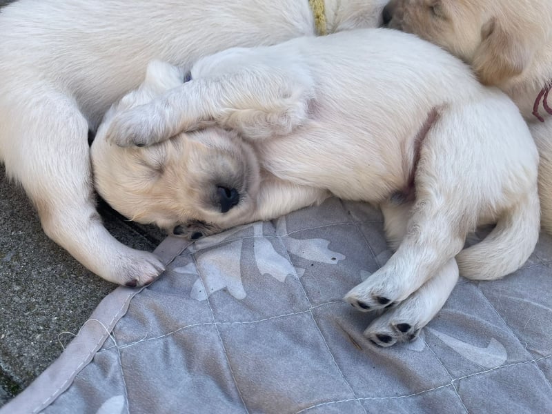 Unsere Labradoodle-Dame Debby wird wieder Mama.