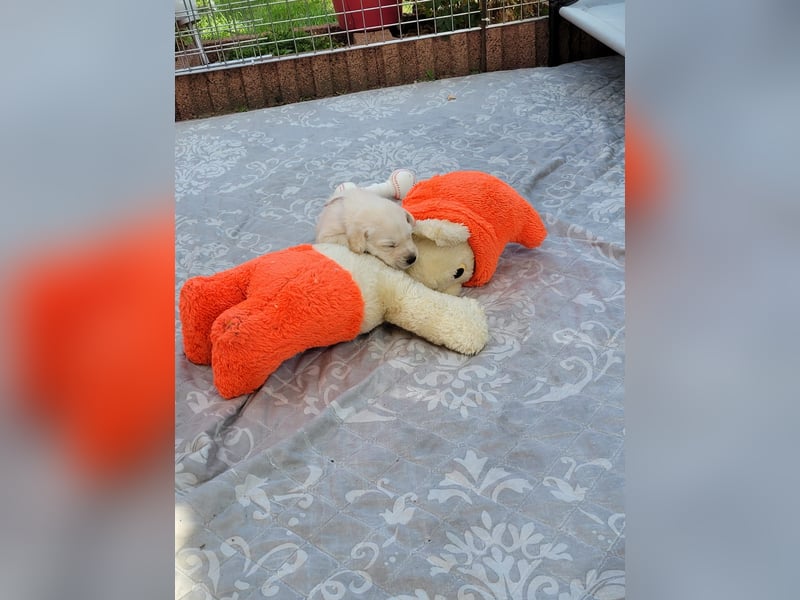 Unsere Labradoodle-Dame Debby wird wieder Mama.
