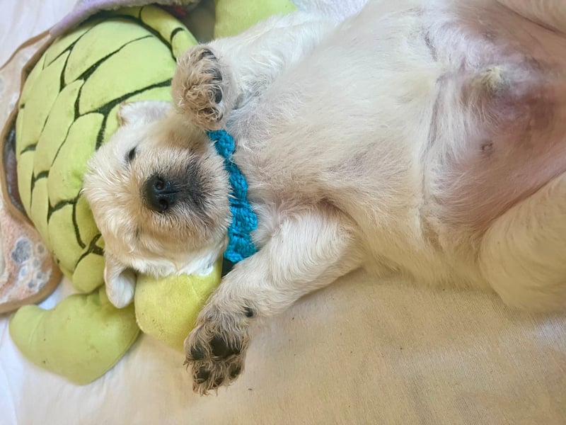 Unsere Labradoodle-Dame Debby ist Mama geworden