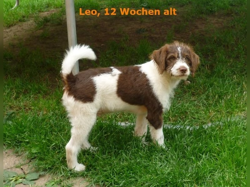 Labradoodle F1b Rüde, Medium, 4 Monate alt