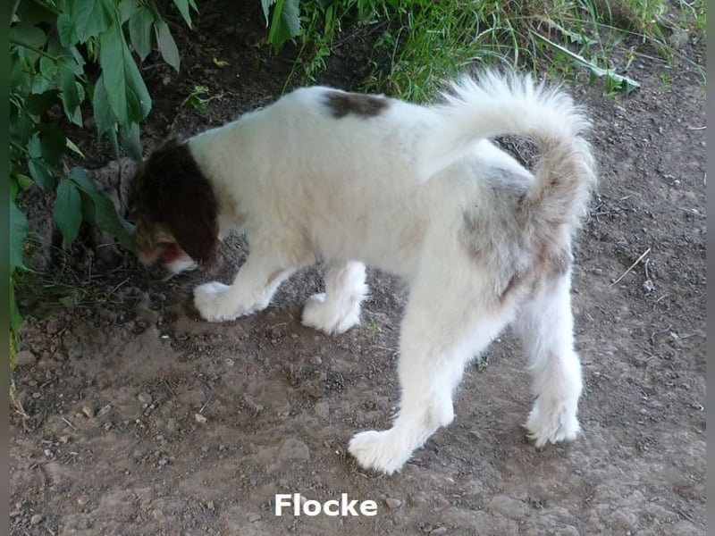 Labradoodle Welpen F1b Medium