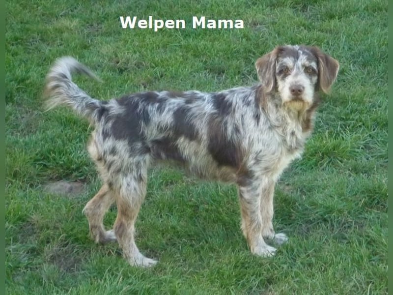 Labradoodle Welpen F1b Medium