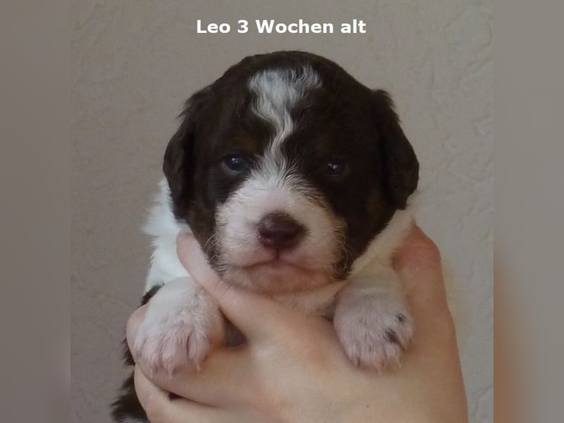 Labradoodle F1b Rüde, Medium, 4 Monate alt