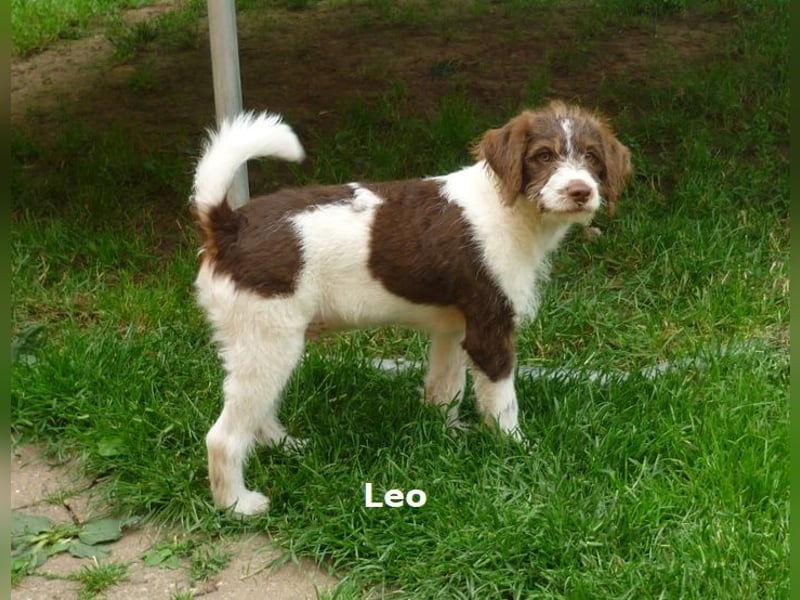 Labradoodle Welpen F1b Medium