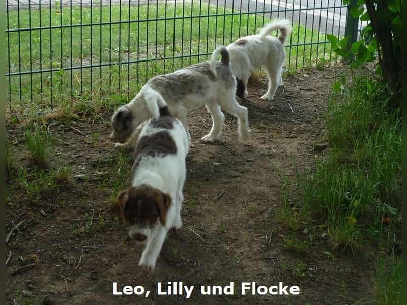 Labradoodle Welpen F1b Medium
