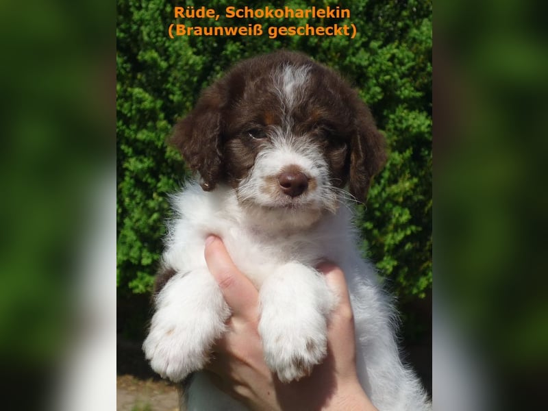 Labradoodle Welpen F1b Medium