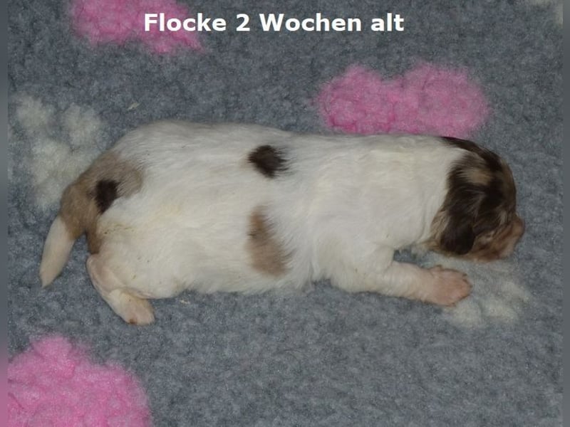 Labadoodle F1b Hündin, Medium, 4 Monate alt