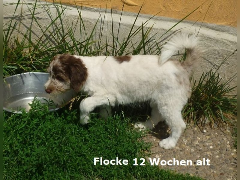 Labadoodle F1b Hündin, Medium, 4 Monate alt