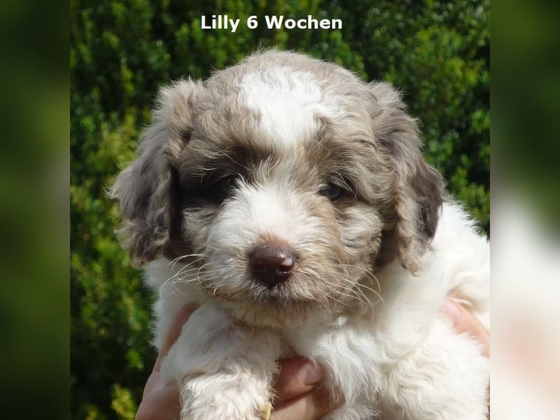 Labadoodle F1b Hündin, Medium
