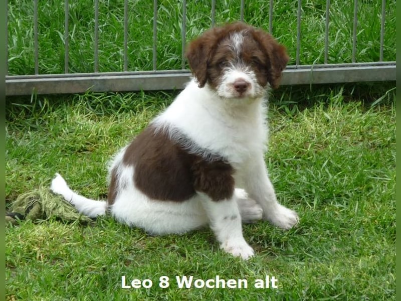 Labradoodle F1b Rüde, Medium, 4 Monate alt