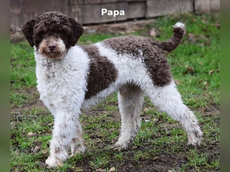 Labradoodle F1b Rüde, Medium, 4 Monate alt