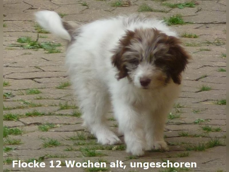 Labadoodle F1b Hündin, Medium, 4 Monate alt