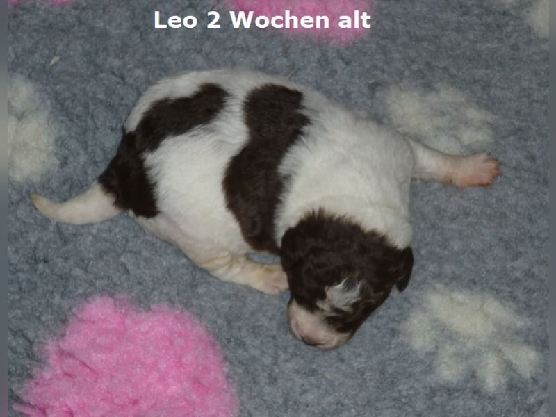 Labradoodle F1b Rüde, Medium, 4 Monate alt