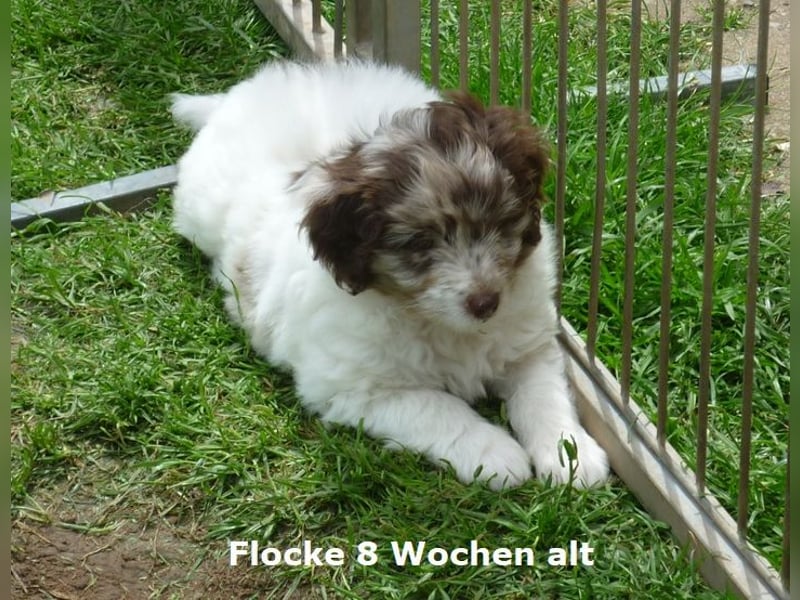 Labadoodle F1b Hündin, Medium, 4 Monate alt